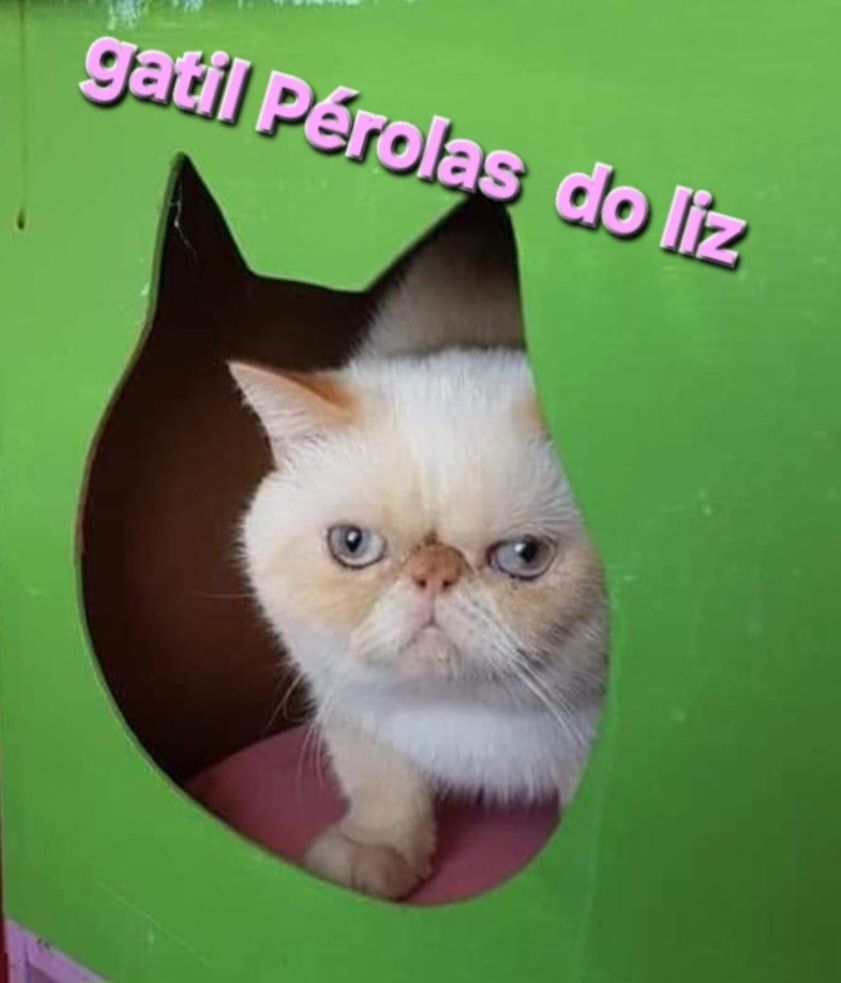 Exótico puro com Lop