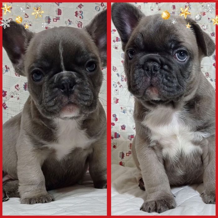 Дуже милі франики