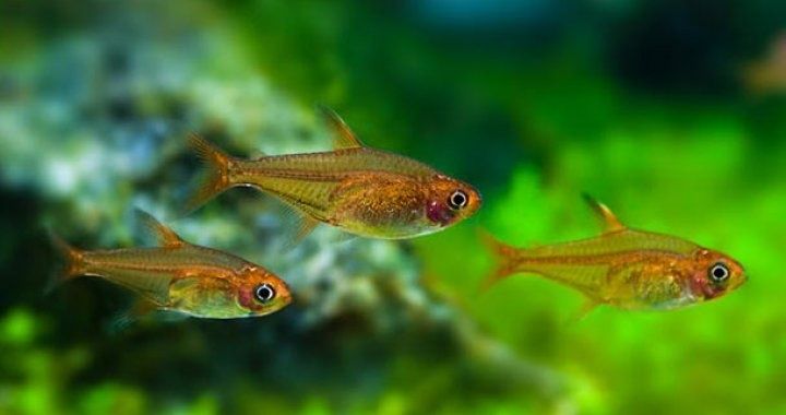 Bystrzyk Amandy - karlik