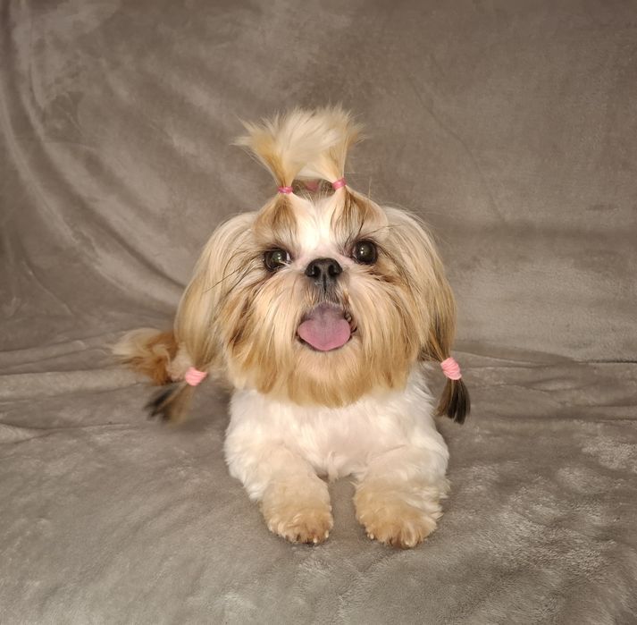 Shih-tzu Suczka dorosła