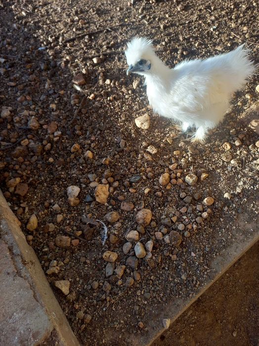 Galinhas sedosas brancas