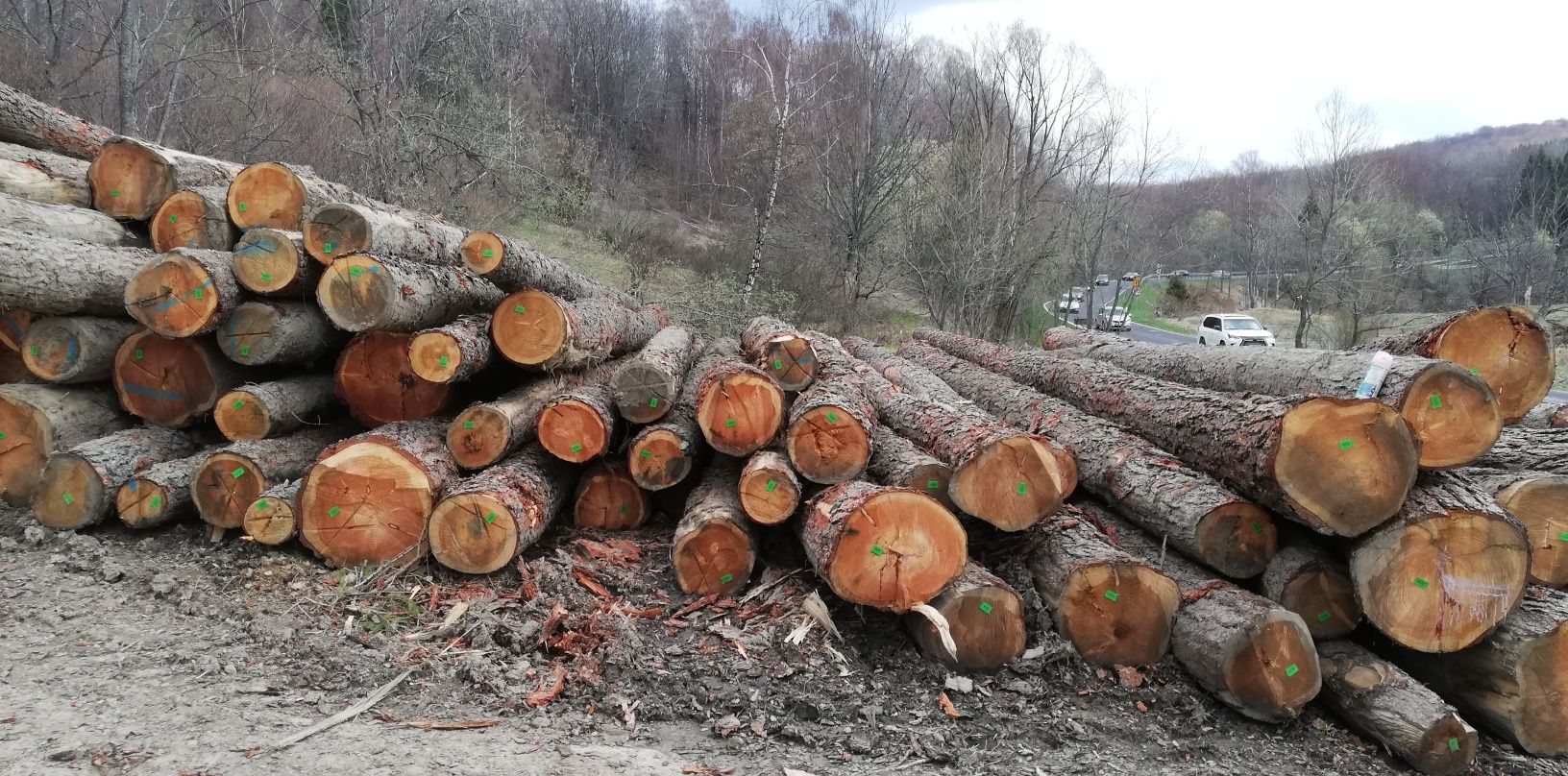 Modrzew Jodła Sosna tartaczna dłużyca!