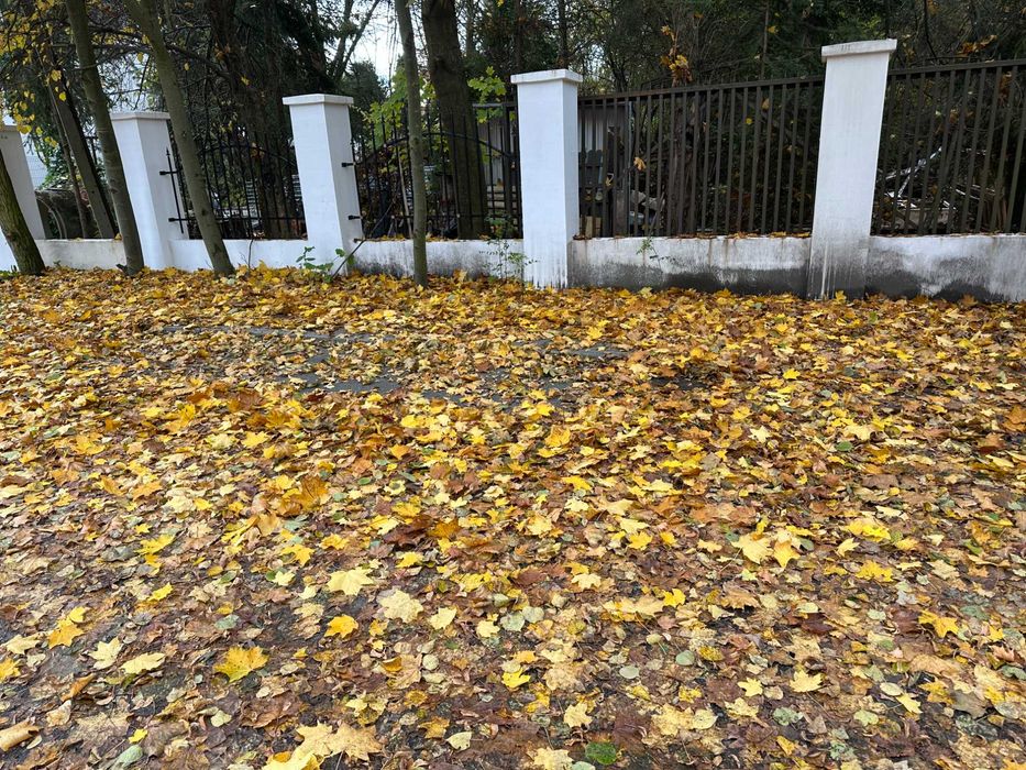 Sprzątanie liści, usuwanie liści. Katowice, Sosnowiec, Śląsk, Zagłębie