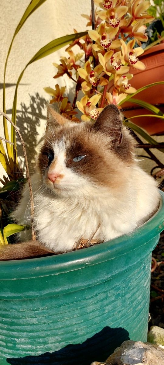 Gatinha para doação responsável