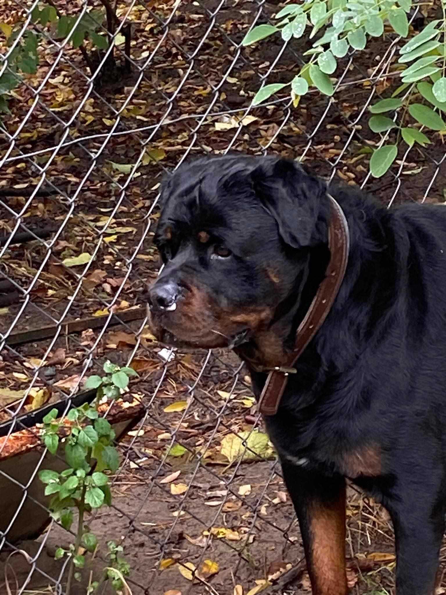 Ottis - rottweiler ideał. Bardzo przyjazny.