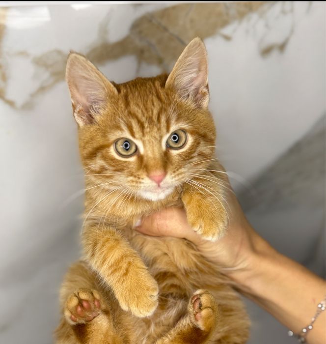 В добрые руки , отдам даром