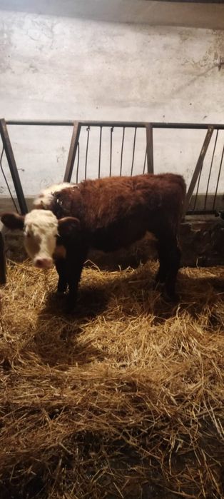 Sprzedam byki rasa Hereford