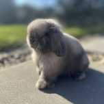 MINI LOP królik karzełek miniaturka ZAREJESTROWANA HODOWLA