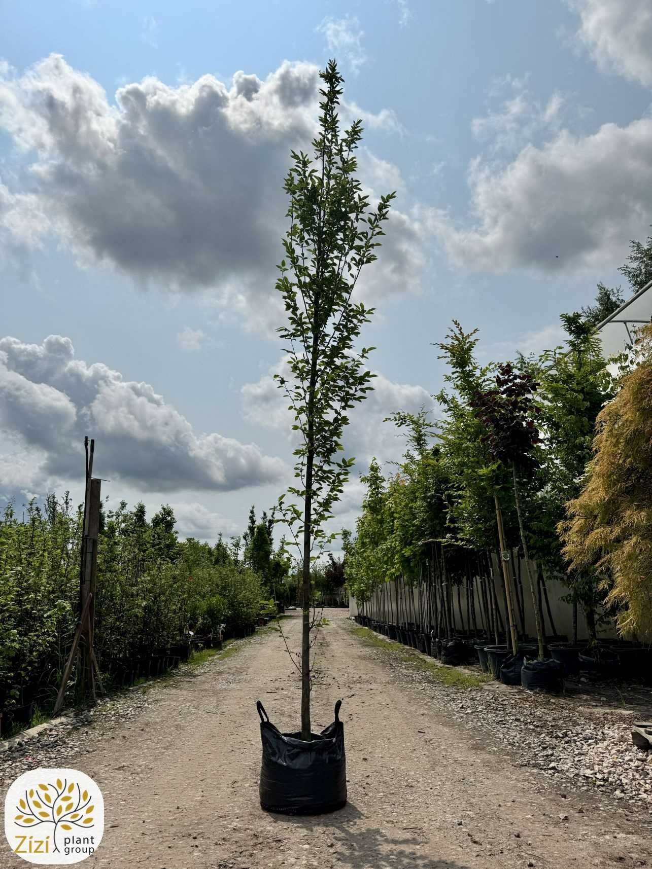 Carpinus betulus Fastigiata, Grab pospolity, obwód 8-10, 10-12,12-14cm