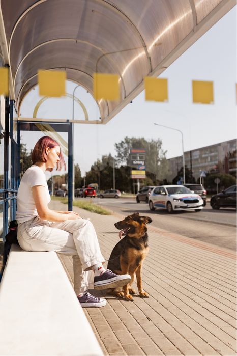 Salcia - owczarek niemiecki szuka domu!