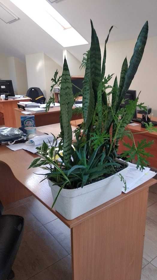 Большие офисные растения