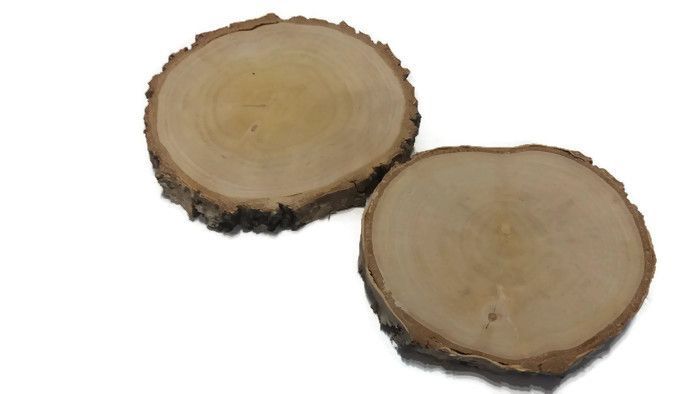 plastry drewna brzoza szlifowana 10-12 cm, gr. 2cm