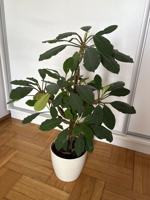 Wikczomiecz bialounerwiony