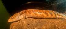 Scynk olbrzymi (Tiliqua scincoides intermedia)