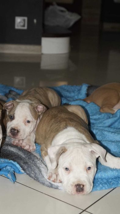 Louis szczeniak Amstaff z rodowodem.  Gotowy do odbioru