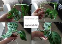 szczepki maranta