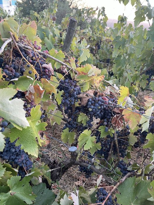 Uva preta para producao de vinho