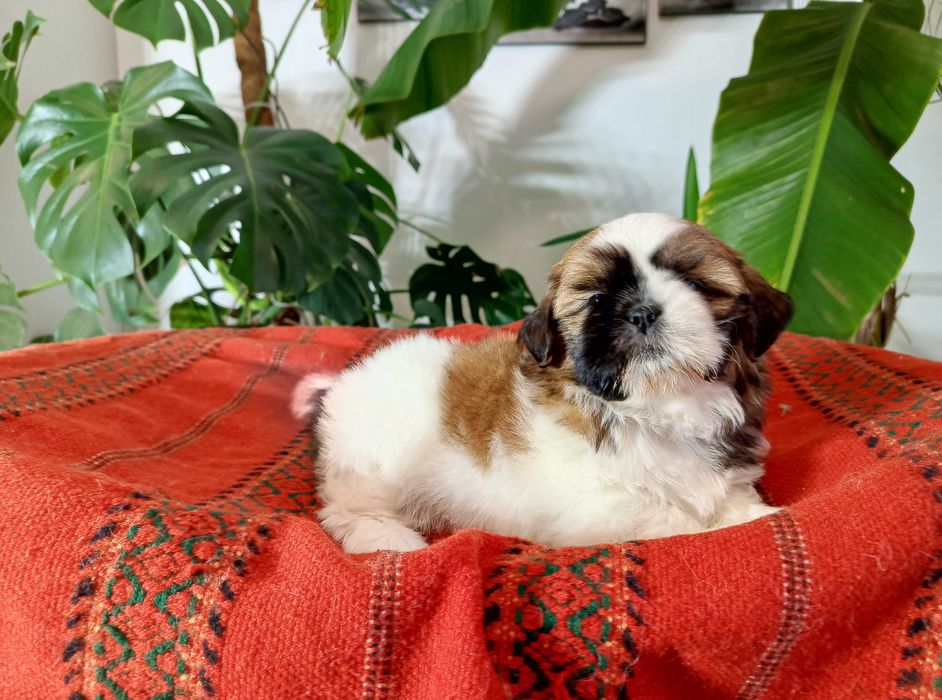 Shih Tzu suczka okolice Krakowa i Bochni