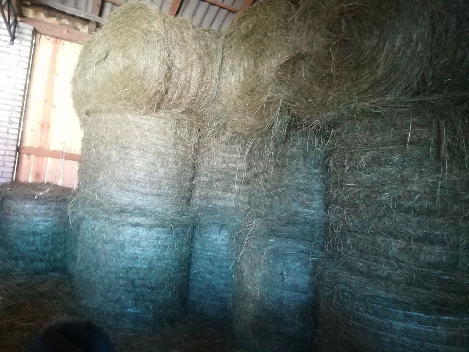 Siano 2025 1  pokos 120x120 baloty