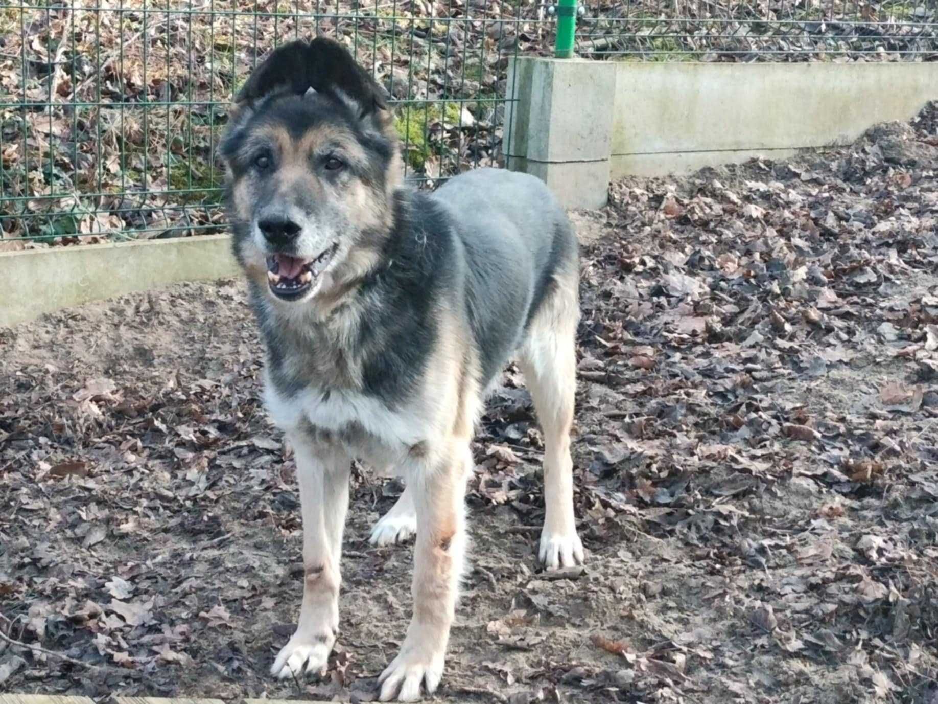 Ares - owczarek niemiecki do adopcji