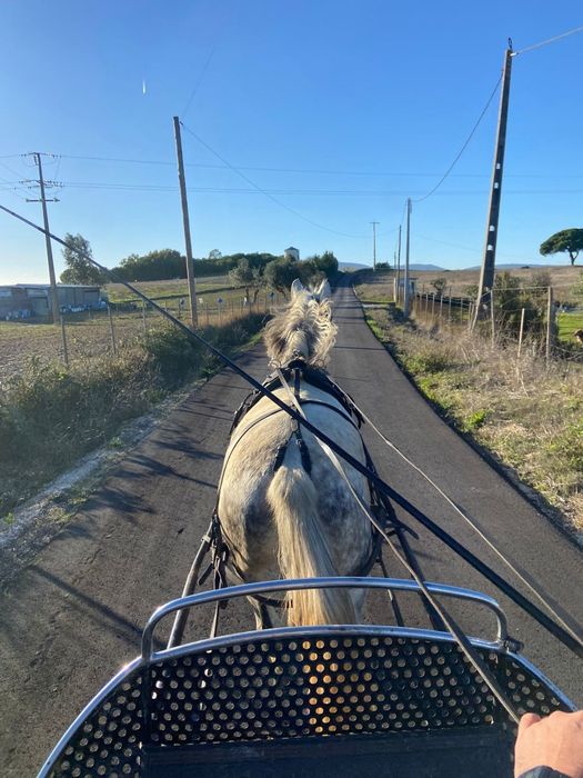Para venda égua com 7 anos