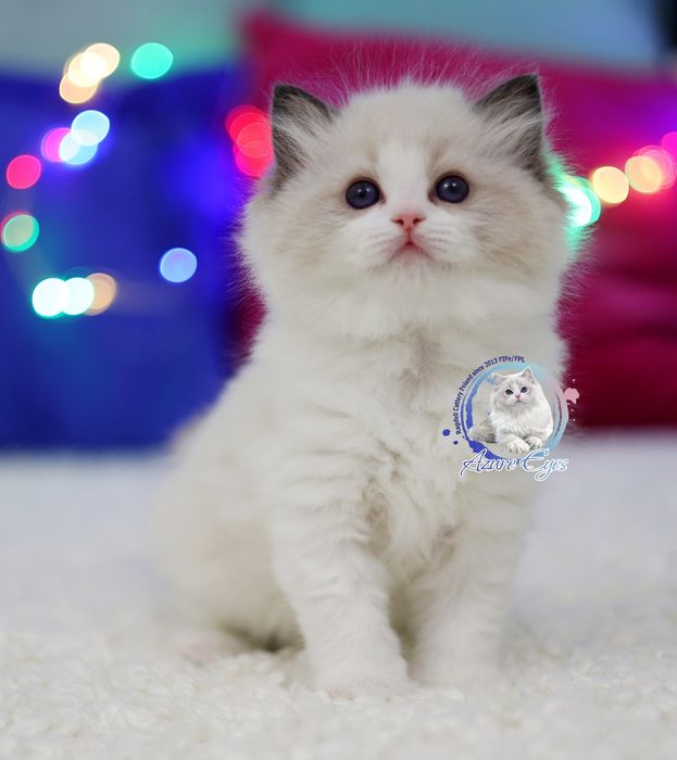 Śliczny chłopczyk Ragdoll, rodowód FPL