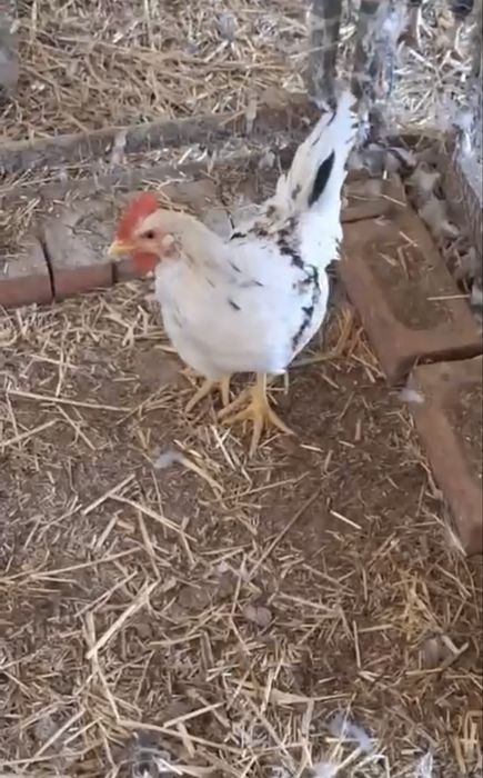Galo troca