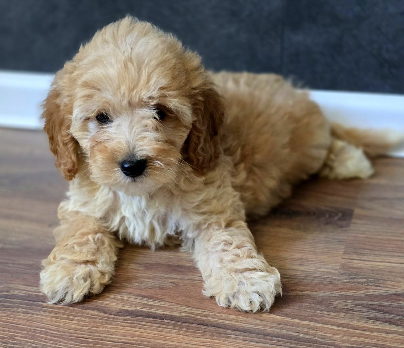 Karmelowy piesek maltipoo