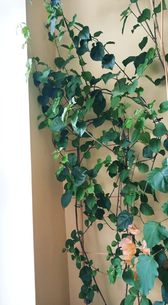 Bougenvillea pomarańczowa 170 cm bugenwilla