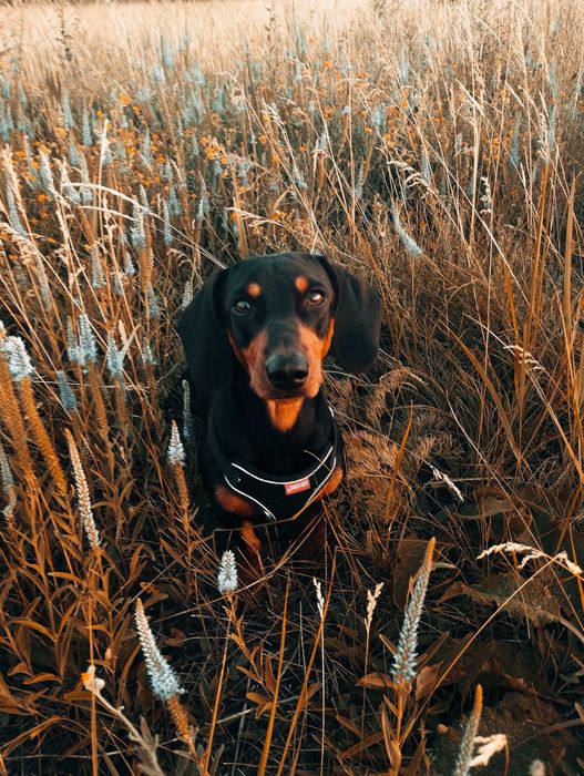 Такса, кобель такси шукає дівчинку, в'язка.