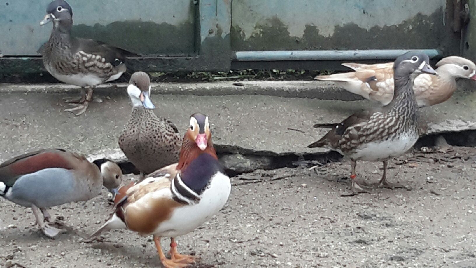 Pato *Mandarim*Carolino* variedades*