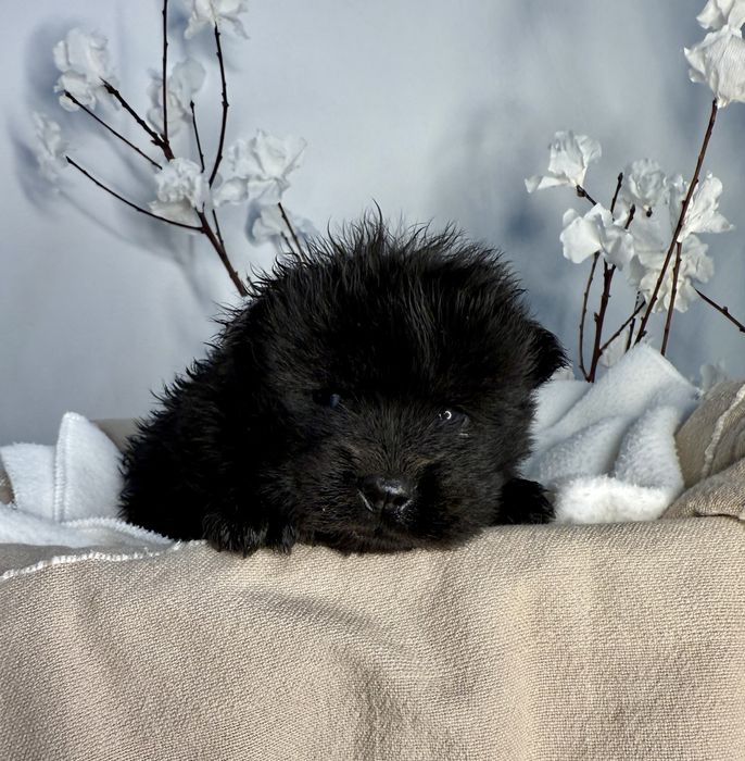 Chow Chow Preto Femea