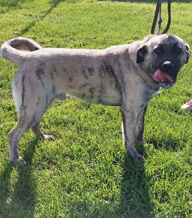 Rocky pies do adopcji