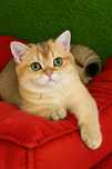 Menino British shorthair