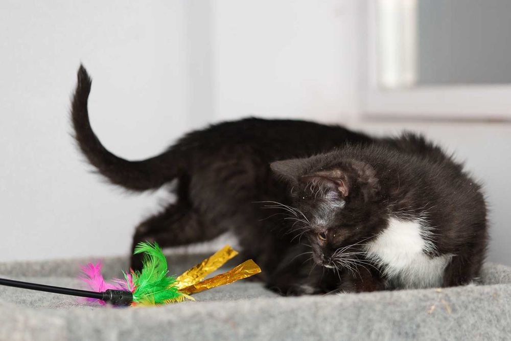 kociak kotka wychowana  na butelce -schronisko -Zgierz-aktualne