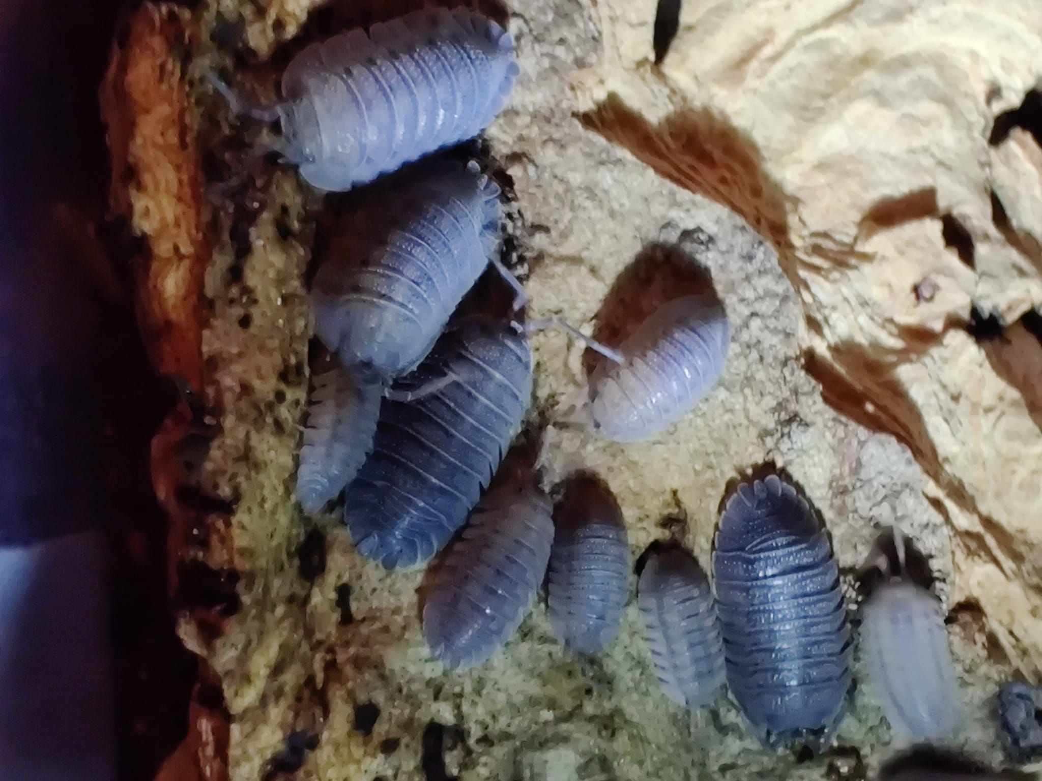 Armadillidium peraccae krk Isopody/kulanki/ekipa sprzątająca 10 szt