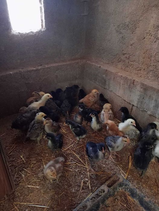 Vendo Pintos Caseiros