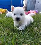 West Highland White Terrier . Szczeniak