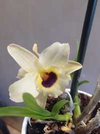 Детка орхидеи Дендробиум жёлтого цвета.