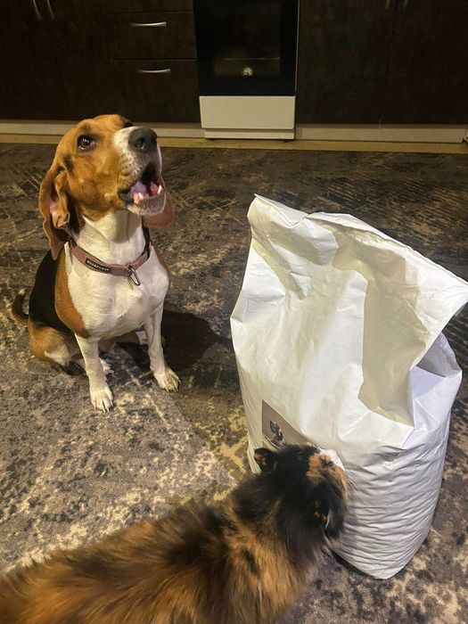 Преміум корма для ваших хвостиків від StarDeyl!