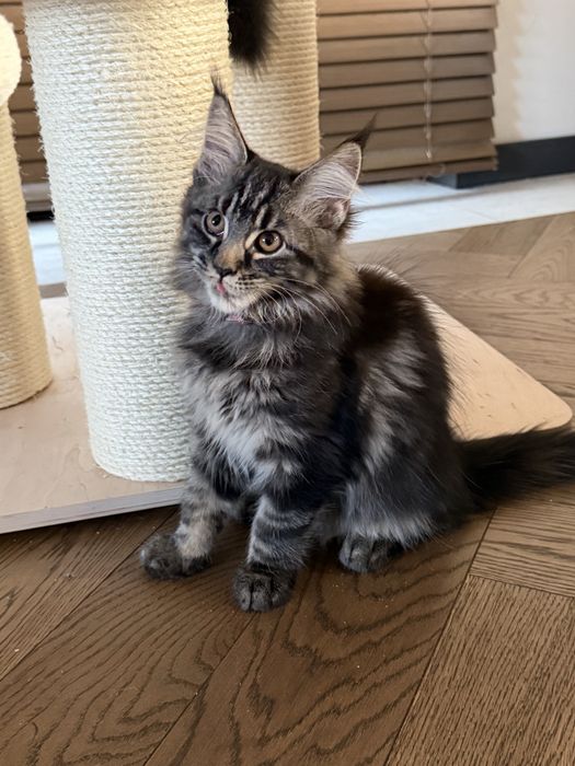 Piękna kotka Furia Maine Coon