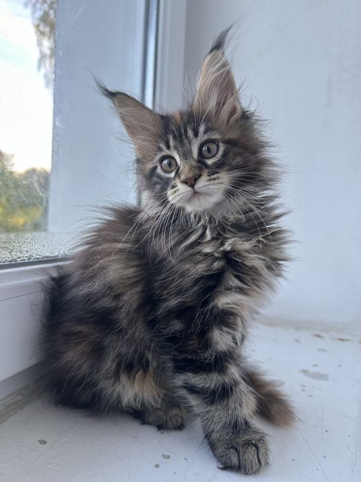 Кошеня мейн кун