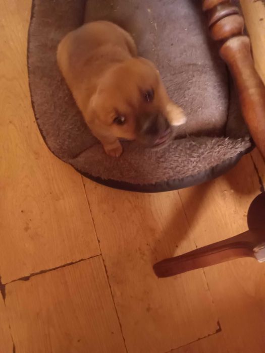 Oddam za darmo szczenięta