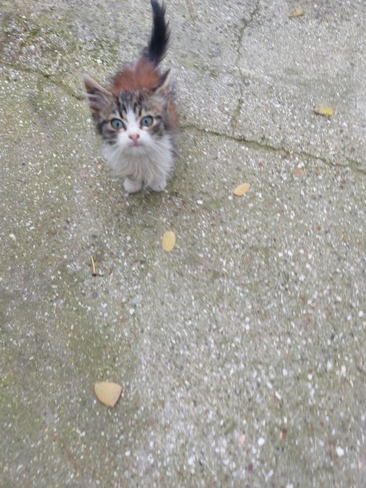 Котик и кошечки в хорошие руки