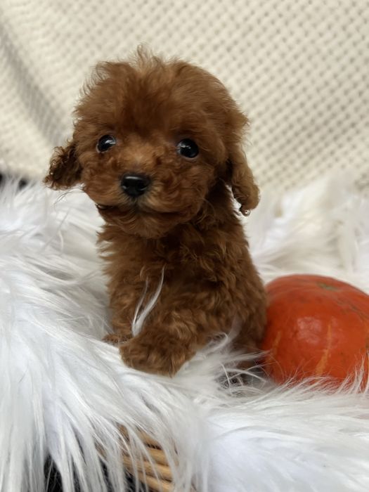 Мікро дівчинка . Той пудель Тікап