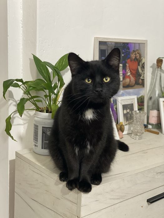 Великий , молодий котик у добрі руки