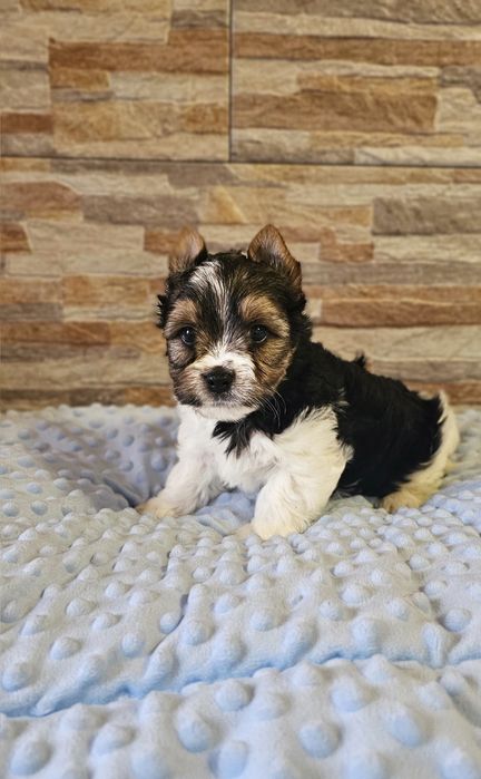 Yorkshire Terrier Biewer cudny piesek york