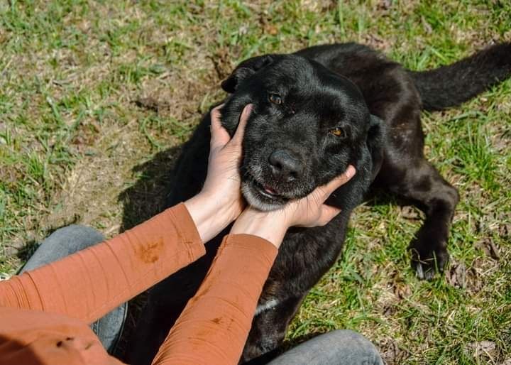 Młody, proludzki psiak w typie Labradora szuka DOMU! Adoptuj!