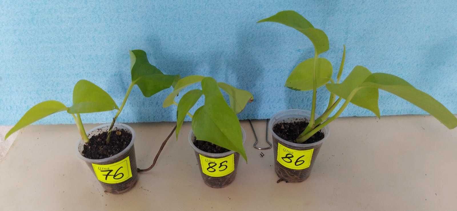 Епіпремнум/Epipremnum/Scindapsus 'Golden Pothos'/ 'Neon'.