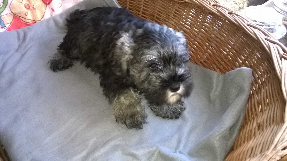 sznaucer miniaturowy